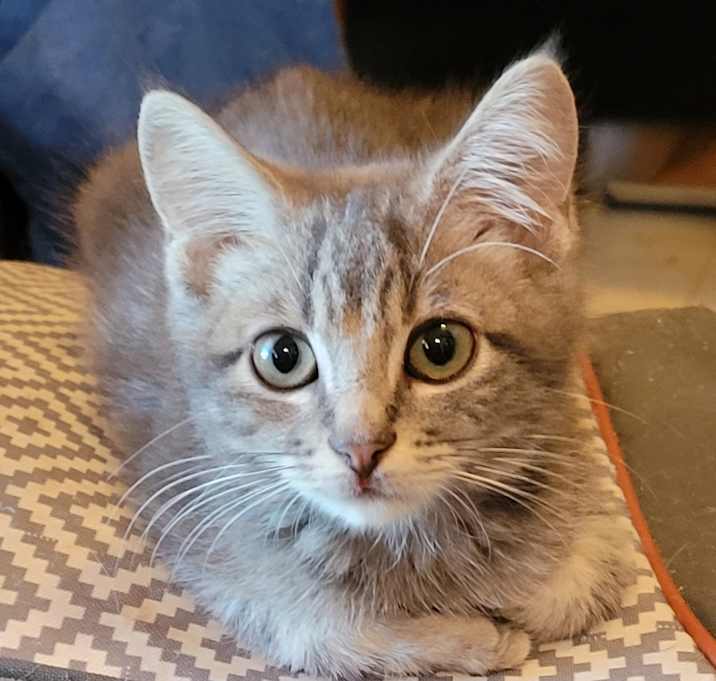 Photo of Henry