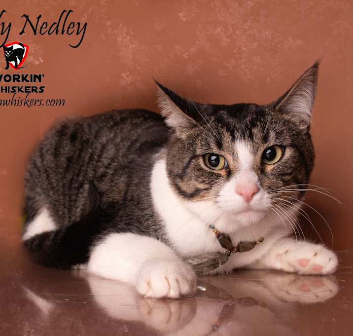 Photo of RANDY NEDLEY