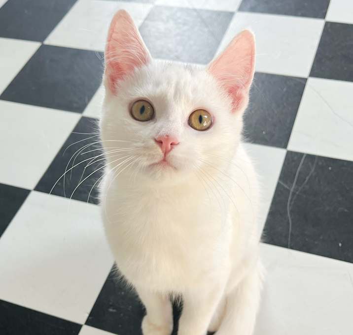 Photo of Ginger