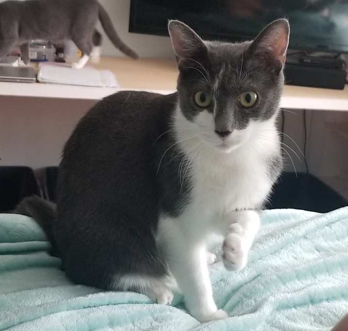 Photo of Puma