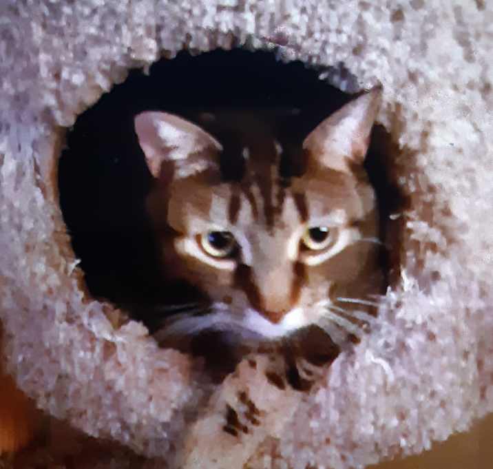 Photo of Tigger