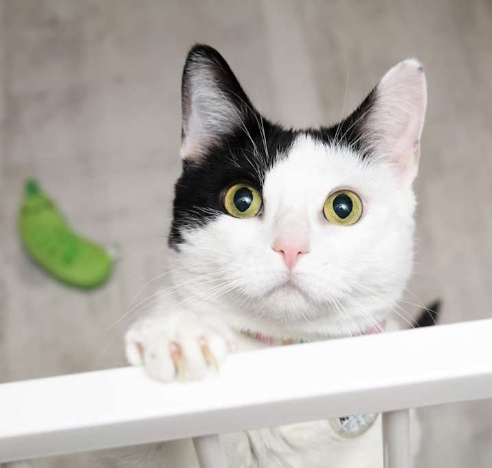 Photo of Mochi [READ BIO PLS]