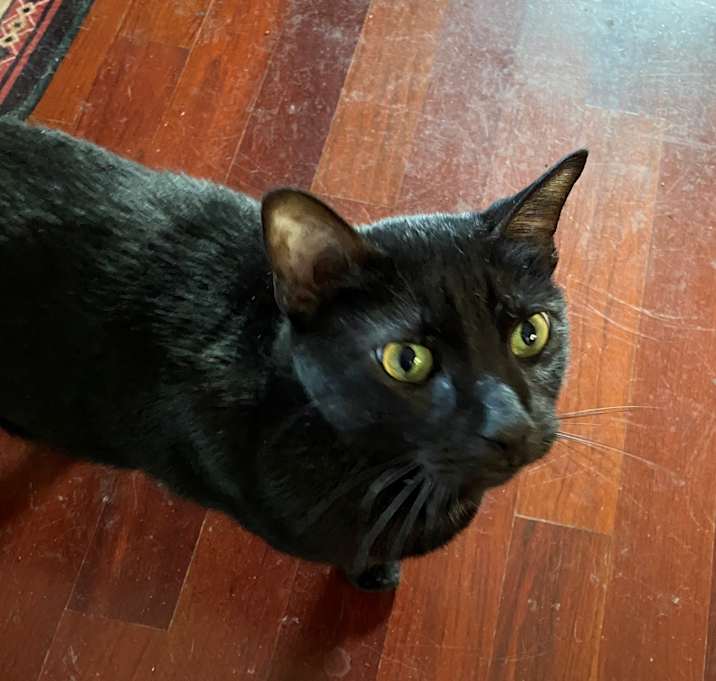 Photo of Venom