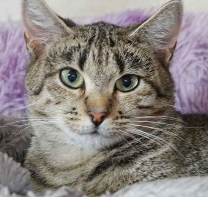 Photo of Sassafras