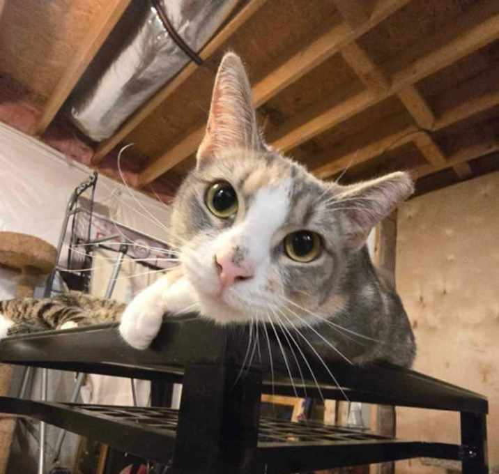 Photo of Bun