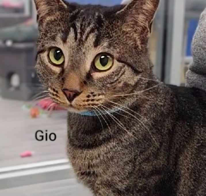 Photo of Gio