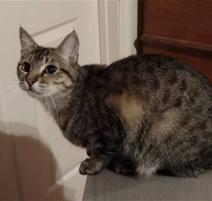 Photo of NUBBINS