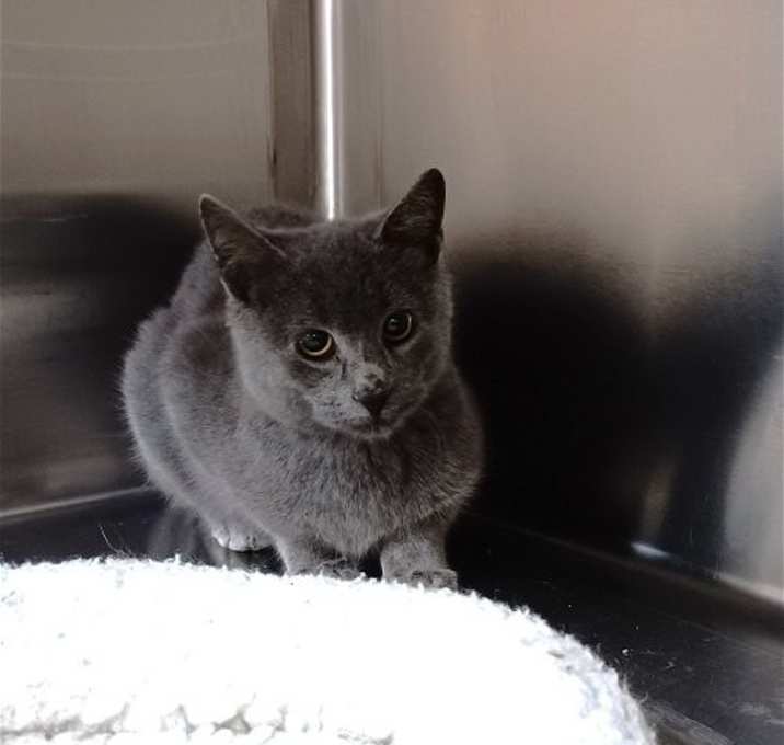 Photo of Moxie