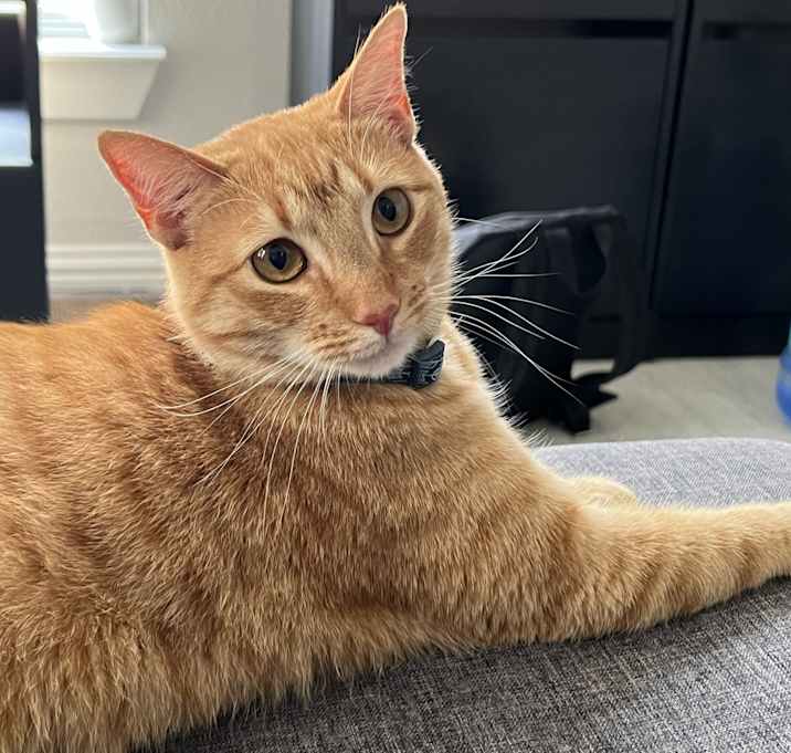 Photo of Mochi