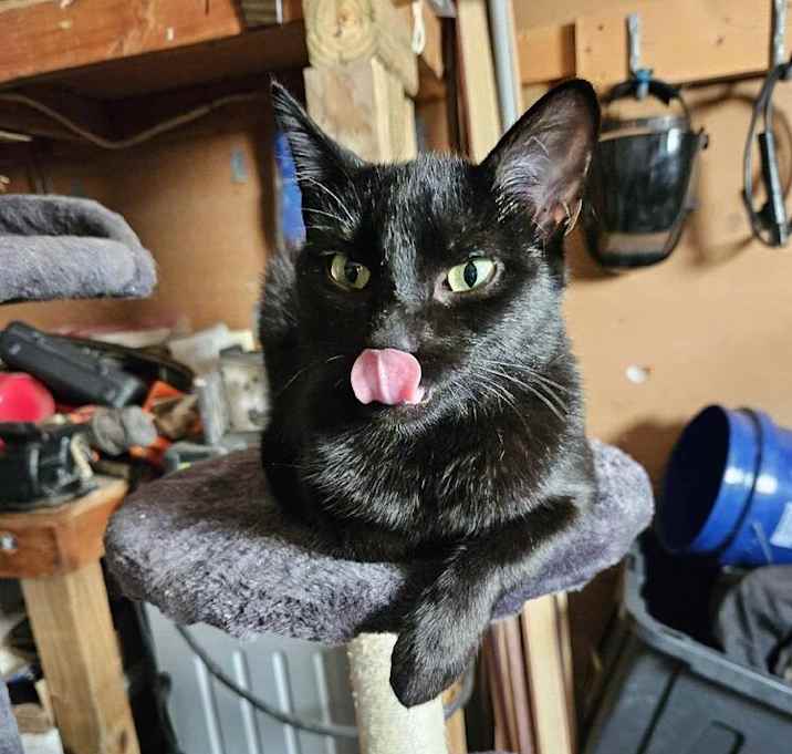 Photo of JiJi
