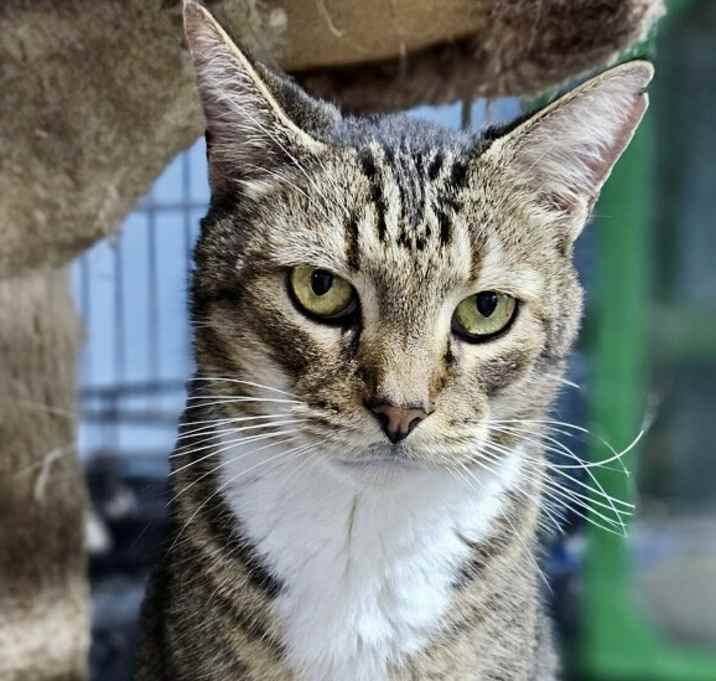 Photo of Tigger