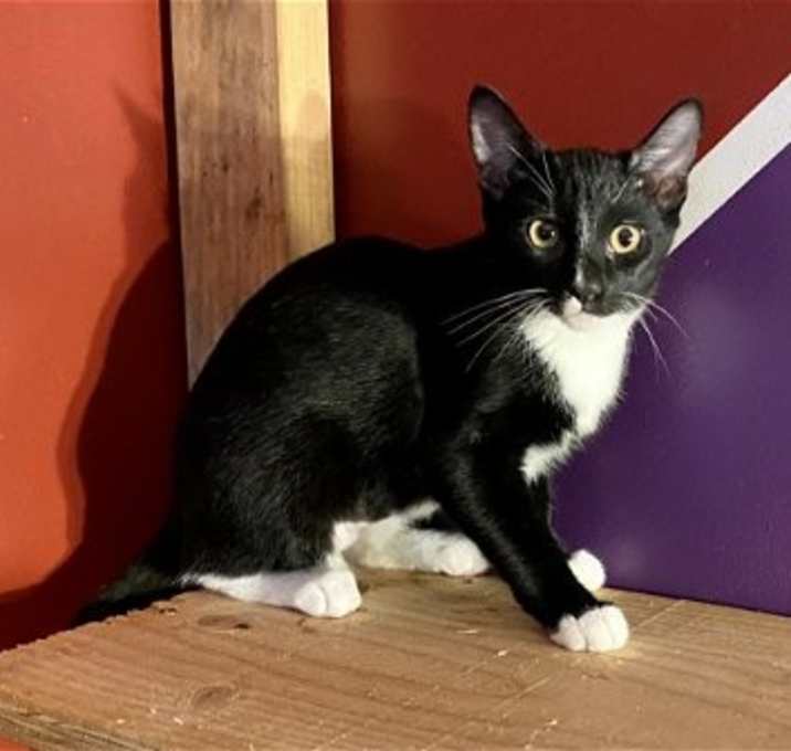 Photo of Tommie (& Jerry)