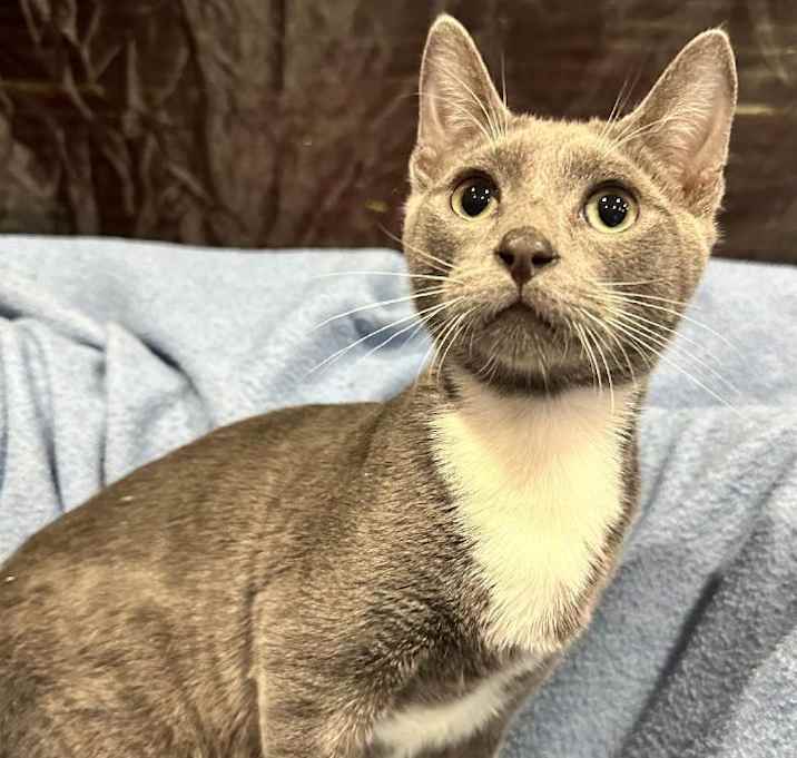 Photo of Silver