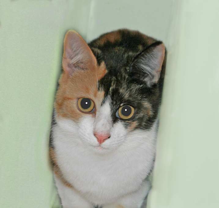 Photo of Dotty