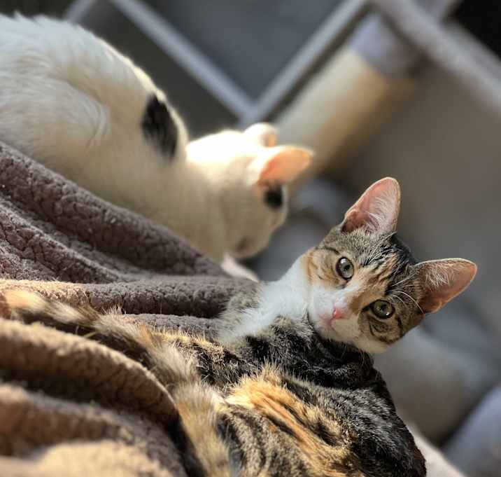 Photo of Mia loving social calico