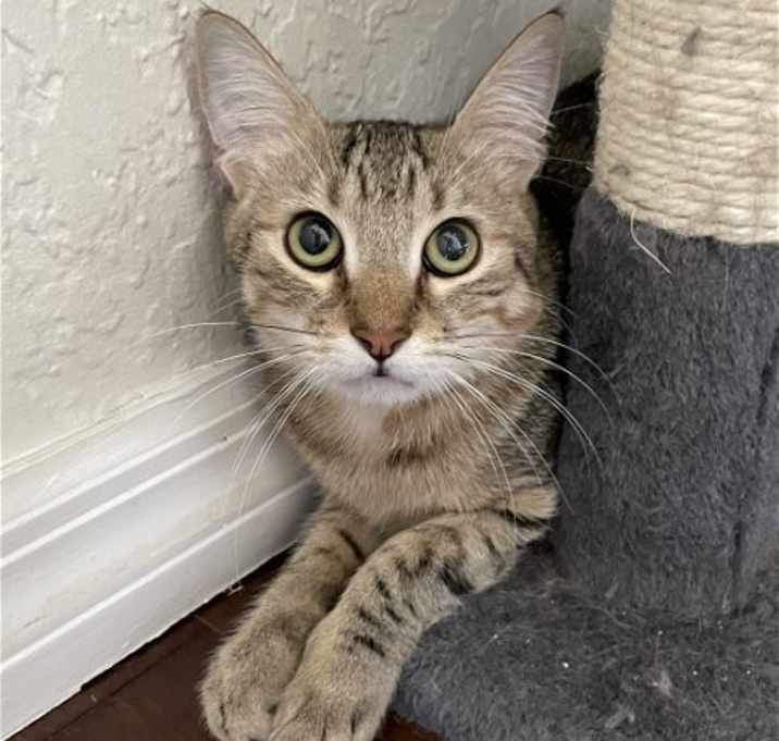 Photo of Pumpkin