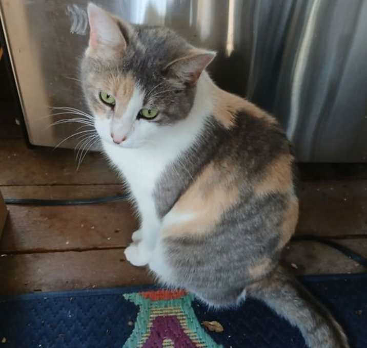 Photo of ELSIE