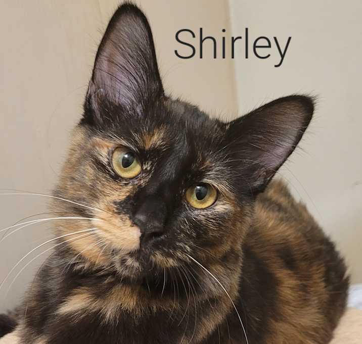 Photo of Shirley