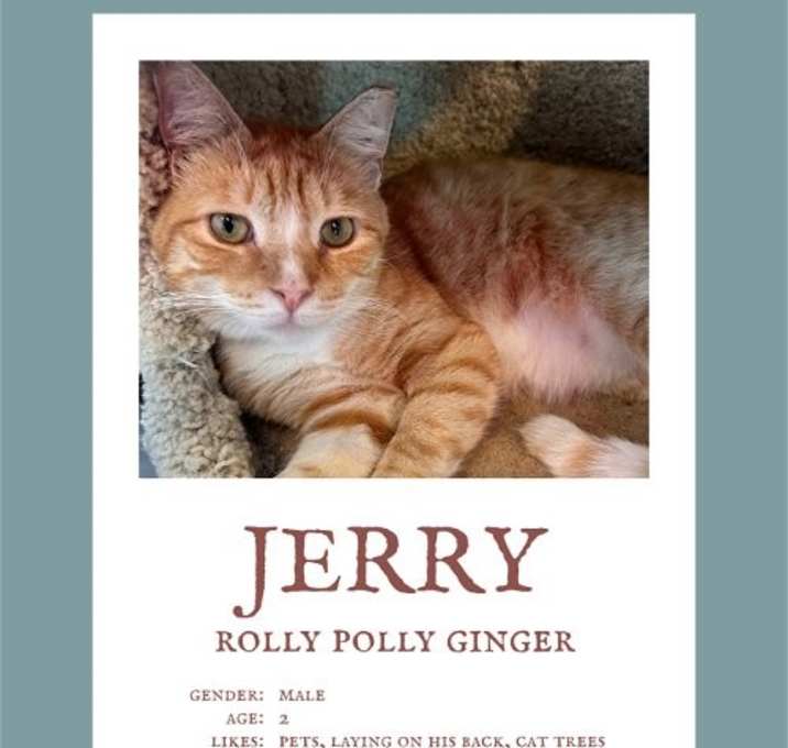 Photo of Jerry (& Jesse) bonded  *FEE WAIVED*