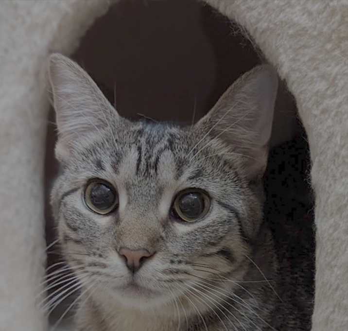 Photo of DAPHNE