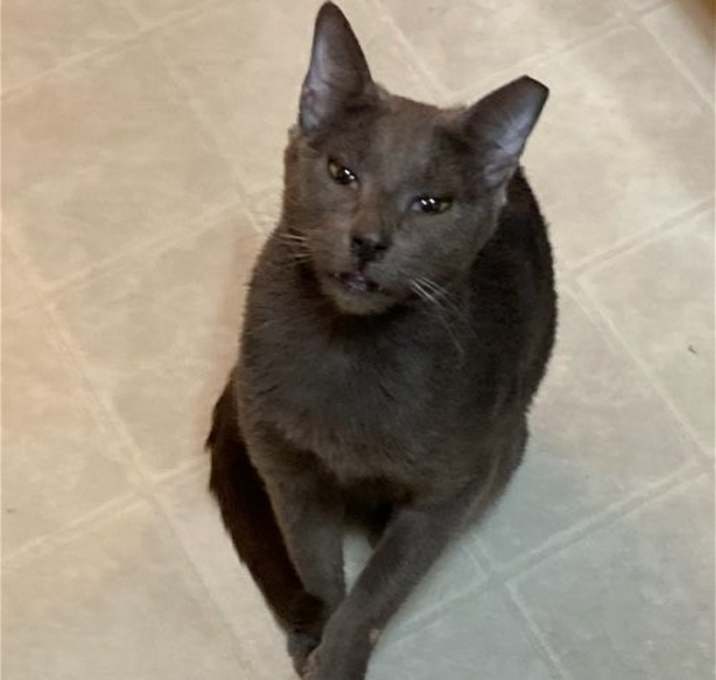 Photo of Blue (Courtesy Post)
