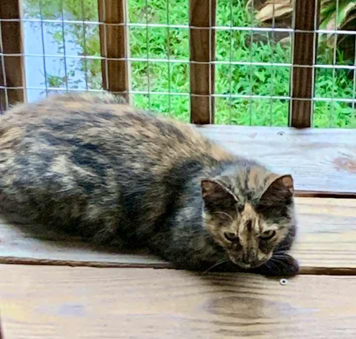 Photo of Glitter- In foster