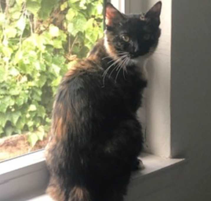 Photo of Brida