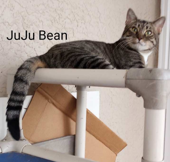 Photo of JUJU BEAN
