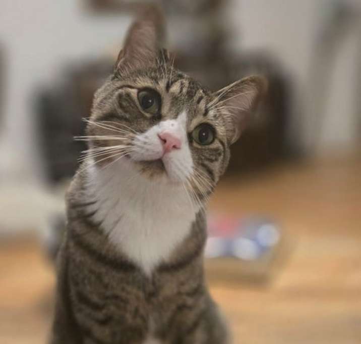 Photo of Chico
