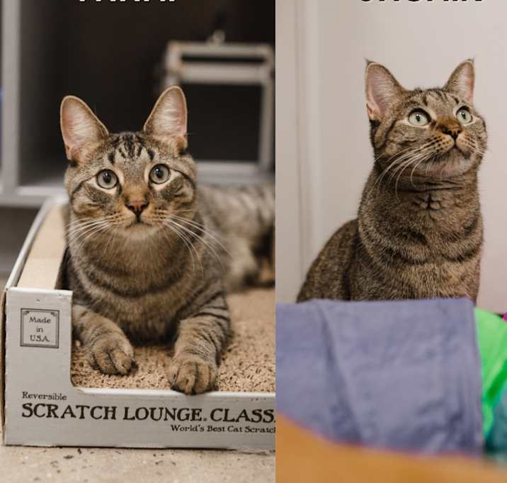 Photo of The Disney Kittens/Nala
