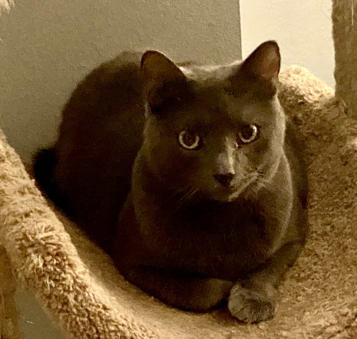 Photo of Little Boy Blue