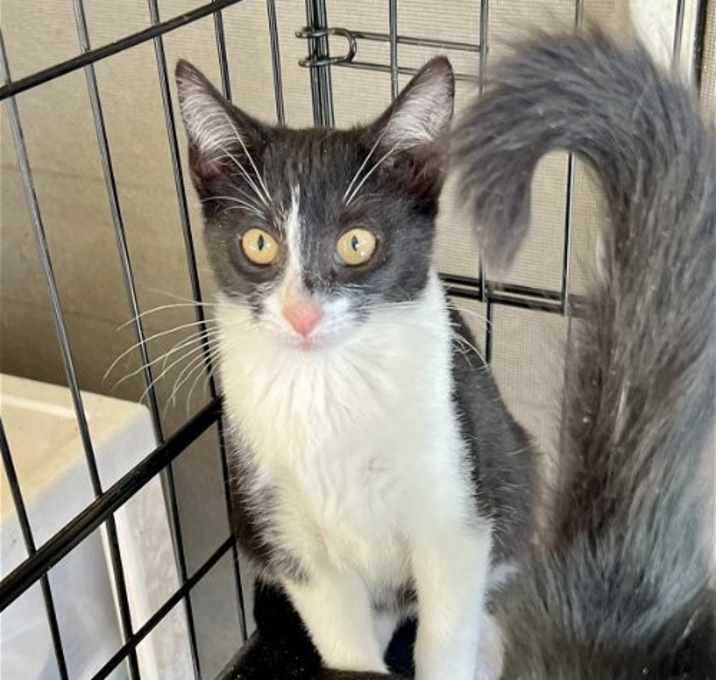 Photo of Bumblebee