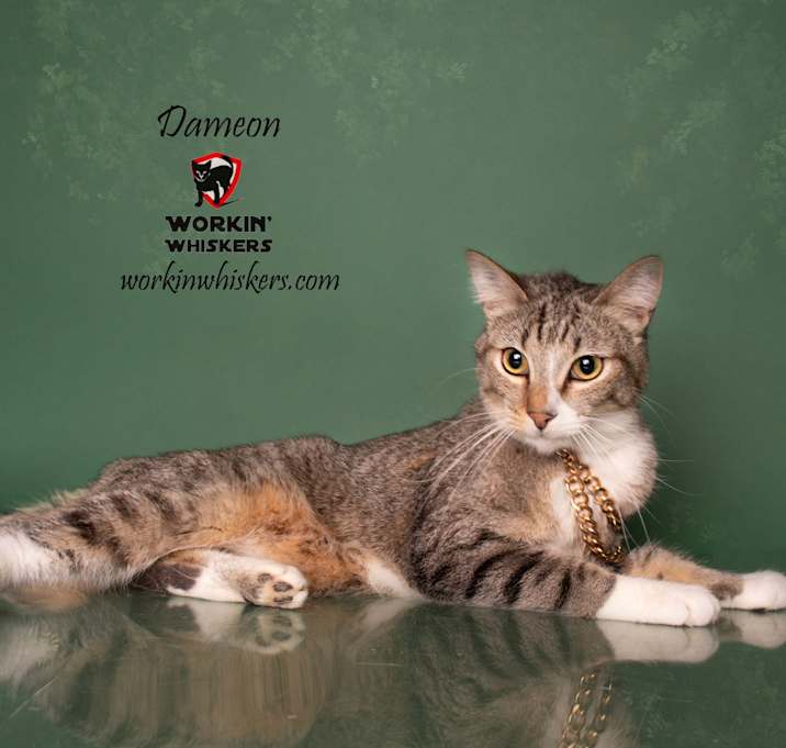 Photo of DAMEON