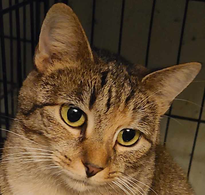 Photo of Athena