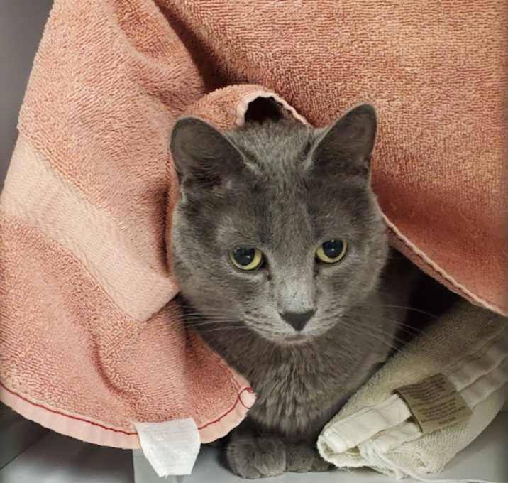 Photo of Lunar
