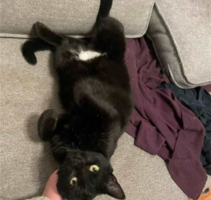 Photo of zz 'Binx' courtesy listing
