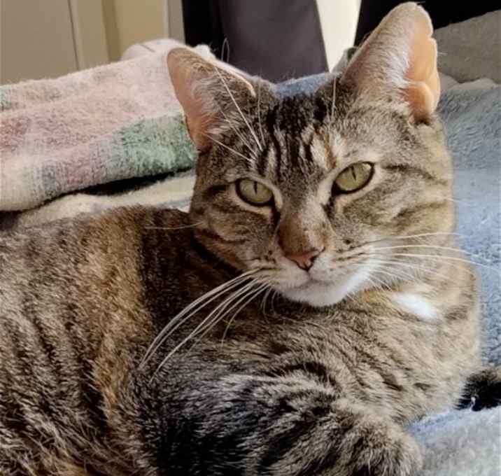 Photo of SHELBY (COURTESY POST)