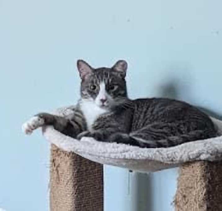 Photo of Savory