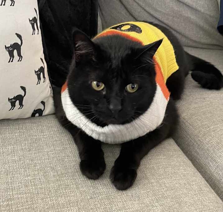 Photo of Koko