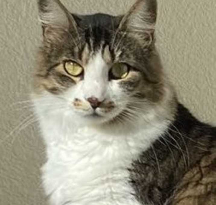 Photo of Nebula