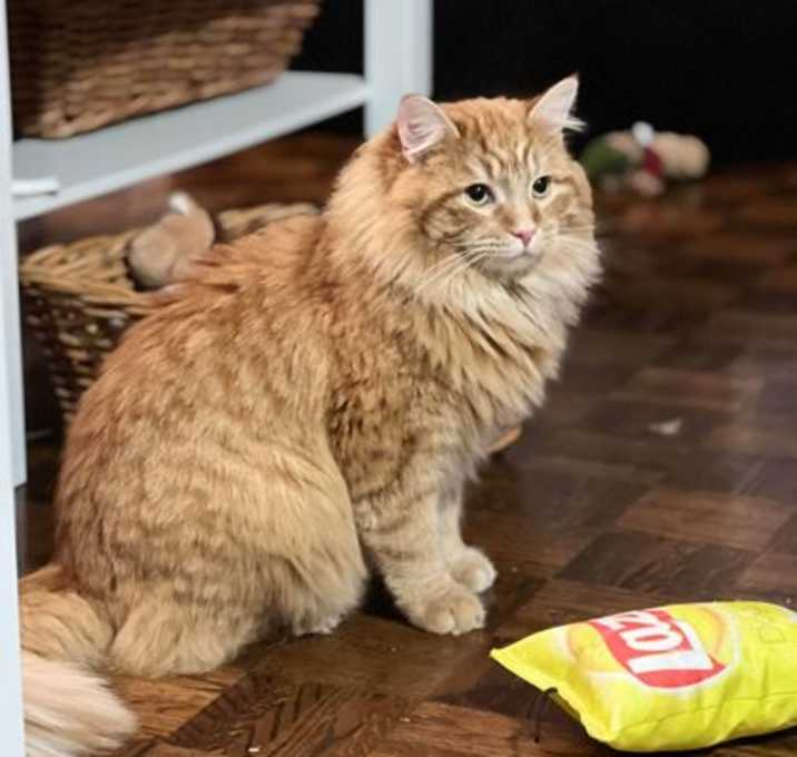Photo of Apollo
