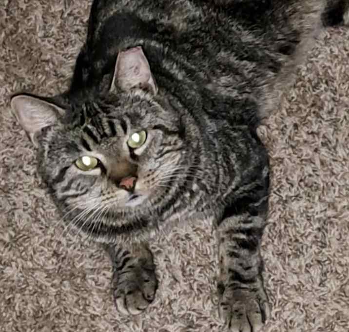 Photo of Blitzen