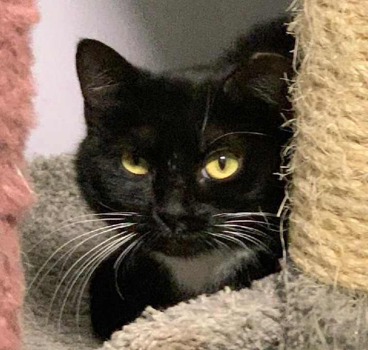 Photo of Jester