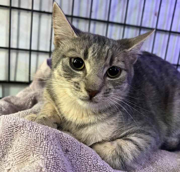 Photo of Peanut