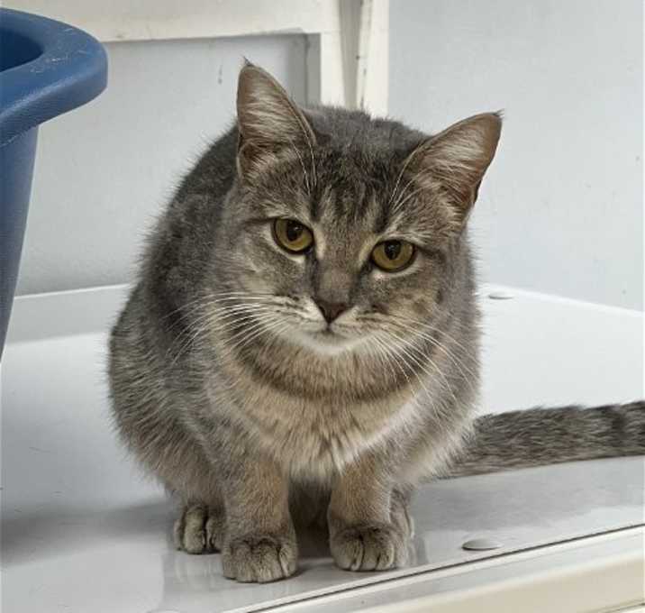 Photo of Petunia
