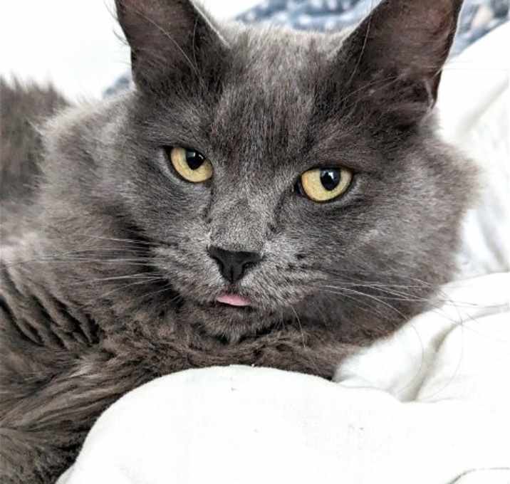 Photo of Stormy (Bonded with Hazel)
