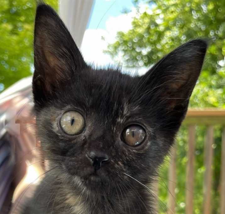 Photo of Poppy