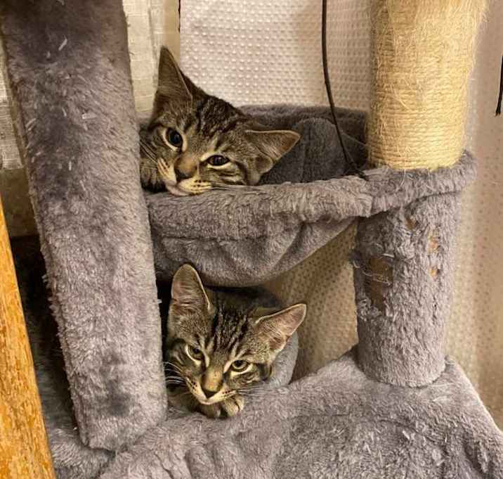 Photo of Gizmo and Lola