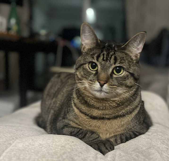 Photo of Shiloh
