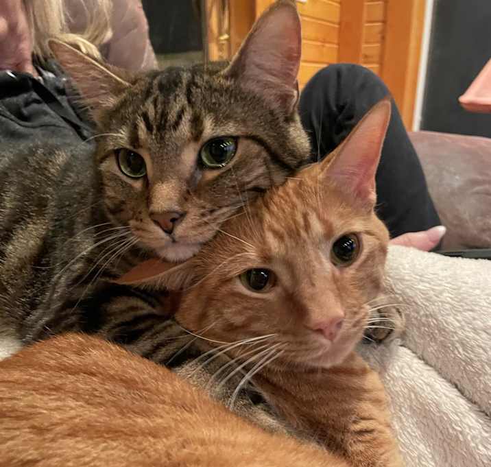 Photo of Rocket and Milo